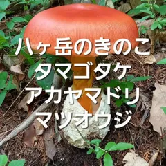 2025年最新】アカヤマドリの人気アイテム - メルカリ