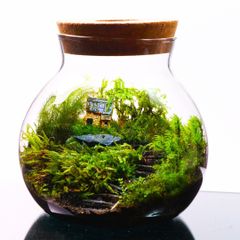 ❣️苔アート❣️苔リューム(雫しずく)送料込み - メルカリ