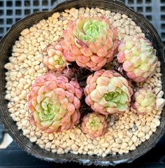 ヴィンセントカトー　エケベリア　韓国苗　多肉植物