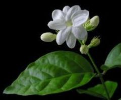 ジャスミン　茉莉花　挿し穂3本