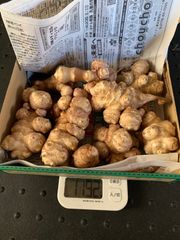 青森県産　土付き菊芋　1キロ以上