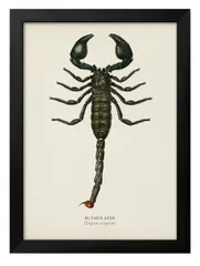 09175シャール オルビニー ダイオウサソリ A3 サイズ ポスター アート おしゃれ 絵画 インテリア 北欧 イラスト マット紙 艶消し アートパネル 額 フレーム デザイン 壁掛け ギフト 新築祝い ディスプレイ 