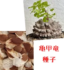 亀甲竜⭐️Dioscorea elephantipes⭐️ディオスコレア　エレファンティペス　アフリカ　種　種子　20粒のサムネイル