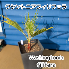 【大好評】【鉢ごと発送】ワシントンヤシ　ワシントニアフィリフェラ　Washingtonia filifera　2025-3-30-wf2