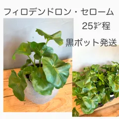 2025年最新】里芋の苗の人気アイテム - メルカリ