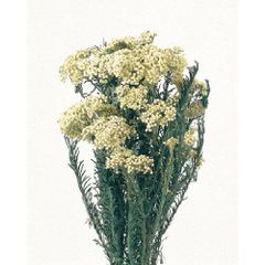 Item thumbnail for item d3645a4b-bba6-4b8d-b873-39ca31fa2916