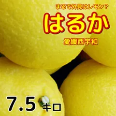 訳あり　はるか7.5キロ　サイズ不揃い　愛媛西宇和　はるかみかん　北海道東北．沖縄のお客様別途送料