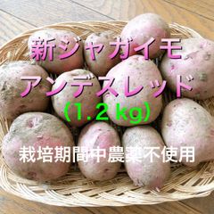 栽培期間中農薬不使用ジャガイモ　アンデスレッド（約1.２kg）