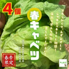 ☆農薬や化学肥料は使っておりません　春キャベツ４個（※少し小さめです）　埼玉県産