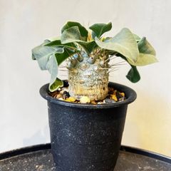 ミニサイズ】キフォステンマ モンタグナッキー 現地球現地球 - メルカリ