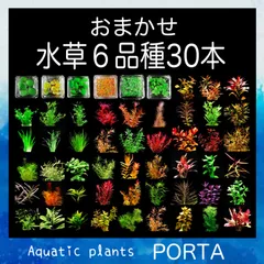 2024年最新】浮草 ビオトープの人気アイテム - メルカリ