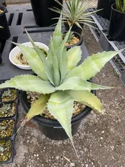 アガベ オバティフォリア　クラーケン約50cm アガベ オバティフォリアクラーケン約50cm