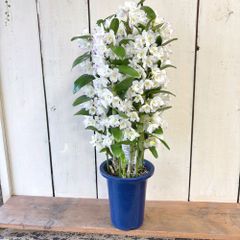 デンドロビュームときめき