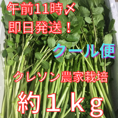【クール便】【即日発送※土日祝休】農家が育てたクレソン約１ｋｇ【減農薬・減化学肥料栽培】
