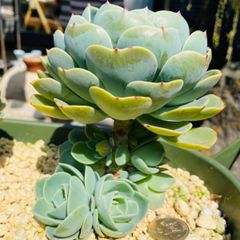 七福神　大（子株６個と花芽？）多肉植物