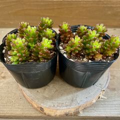多肉植物　セダム　レッドベリー　2ポットset