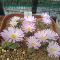 種子50粒　コノフィツム　旧オフタルモ