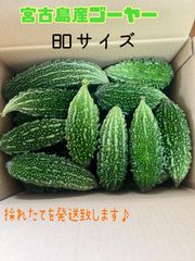 採れたて宮古島産ゴーヤー＊ 【公式通販】