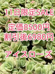 新入荷 ギョクシキン アエオニウム ZM1505×15鉢 抜き苗 多肉植物