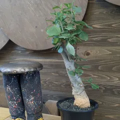 2025年最新】バオバブ 苗の人気アイテム - メルカリ 