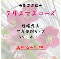 2024年最新】ヘレボの人気アイテム - メルカリ