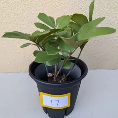 4/24以降順次発送】多頭株 ザミア フルフラセア｜メキシコソテツ