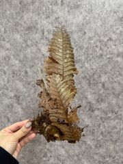 C36 ▽Drynaria rigidula▽　ドリナリア　リギデュラ　【PLANET】 シダ植物　ビカクシダ