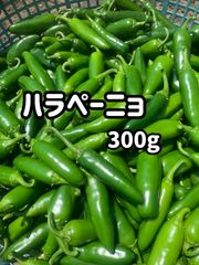 ハラペーニョ　300g（サルサデウマイ））