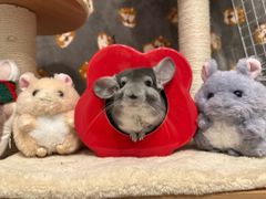 SNSで大人気⭐︎赤色花型のチラ壺、ちらつぼ、陶器製、小動物ハウス、国内製（岐阜）、チラツボ、ちらつぼ
