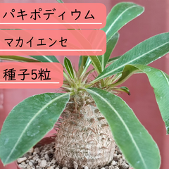 【種子】パキポディウム・マカイエンセ(魔界玉)　種子5粒