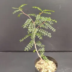 GP126 【チャレンジ株】最終値下げ大特価オペルクリカリアパキプスベアルート株 2025年最新】オペルクリカリア パキプス ベアルートの人気