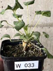 美形 特大 選抜 サルコカウロン クラシカウレ 塊根 コーデックス