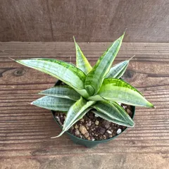 2025年最新】サンセ 希少の人気アイテム - メルカリ 2025年最新】サンセ 希少の人気アイテム - メルカリ