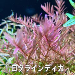 ロタラインディカ水上葉　20本