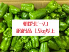 秋田県産 朝採りピーマン 訳あり 箱込み1.5kg以上