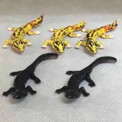 海洋堂 チョコエッグ オオダイガハラサンショウウオ　ヒョウモントカゲモドキ