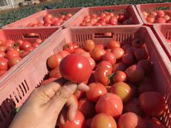 愛知県産トマト2kg