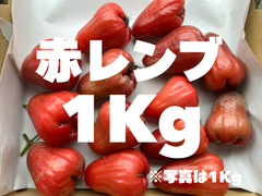 ※希少 〈赤レンブ〉 1Kg (傷あり品)