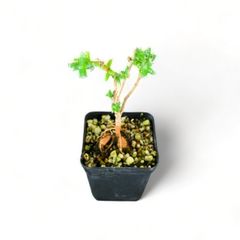 【塊根植物】トリコディアデマ・ブルボスム｜3年目｜抜き苗　⑤