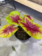 カラジウム・レモンブラッシュ　３号　カラーリーフ　黄色　赤　観葉植物　インテリア　グリーン　人気　オシャレ