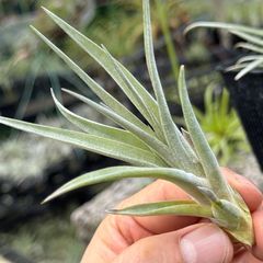 チランジア カピタータ モーブ × キセログラフィカ Tillandsia capitata Mauve × xerographica＊エアプランツ＠フラワーショップ江口