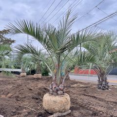 ダブルヘッド】ソテツ - メルカリ