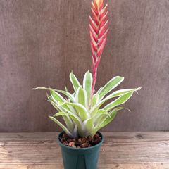 ブロメリア・エアープランツ Vriesea Hybrid Red Red Vriesea Bromeliad - Red Flowers or Flower Parts - Almost