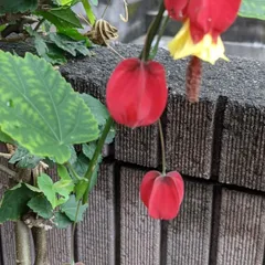 2025年最新】アブチロンの苗の人気アイテム - メルカリ