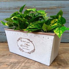 ガーデニング雑貨 植木鉢 プランター 樹脂ポット プラスチック鉢 鉢 鉢カバー ガーデン雑貨 ガーデニング 雑貨 アンティーク ナチュラル おしゃれ かわいい FLOWER2 ミュルティコロールワイド YZ-MS759-80