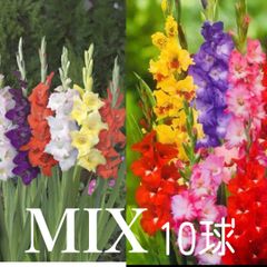 グラジオラス球根　★10球　mix 2色咲も入ってます！　★早い者勝ちです！　　★数限定