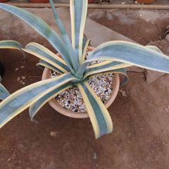 アガベ　ウェベリー アリゾナスター　AGAVE　65㎝　大型株
