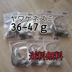 ✨冷凍ヤワゲネズミ✨お好きなサイズでご注文できます！ 予約]冷凍ヤワゲネズミ ファジー 5〜10g | SANTERIA