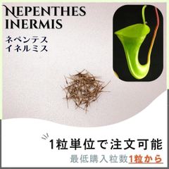 【種子】ネペンテス イネルミス 食虫植物 /セット割あり 数量1粒から購入可