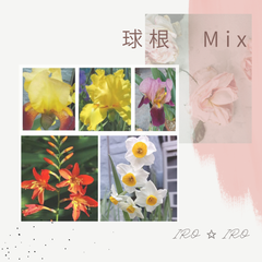 球根　Mix